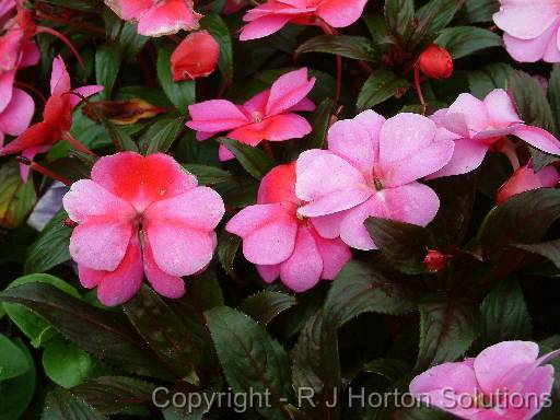 Impatiens New Guinea 